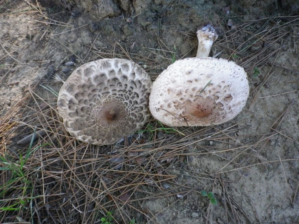 funghi in giardino sotto una conifera